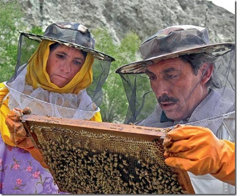 Honeybee farming, empowerment project  of Hasho Foundation
